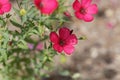 Flowering flax Linum grandiflorum