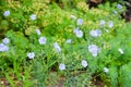 Flowering flax Linum perenne. Bright blue flowers of linum perenne.