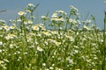 Flowering fleabane plants on meadow