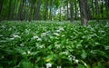 Flowering forest with Allium ursinum (wild garlic, ramsons, buckrams, bear leek)