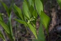 Flowering forest Lily of the valley