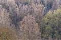 Flowering forest at spring