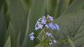 Flowering forget-me-nots in spring.