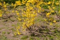 Flowering forsythia bushes