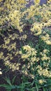 Flowering forsythia bushes. Yellow flowers. Yellow bushes. Forsythia.