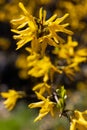 Forsythia flowers in front of with green grass and blue sky. Golden Bell, Border Forsythia Royalty Free Stock Photo