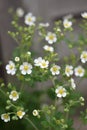 Flowering Fragaria vesca