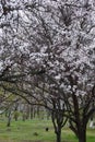 Beautiful blooming apricot trees in early spring Royalty Free Stock Photo