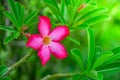 Flowering frangipani used in spa shops In blurred style for background, banner or card And the spring landscape of Leelawadee Royalty Free Stock Photo