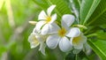 Flowering frangipani used in spa shops In blurred style for background, banner or card And the spring landscape of Leelawadee Royalty Free Stock Photo