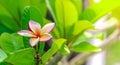 Flowering frangipani used in spa shops In blurred style for background, banner or card And the spring landscape of Leelawadee Royalty Free Stock Photo