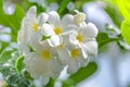 Flowering frangipani used in spa shops In blurred style for background, banner or card And the spring landscape of Leelawadee Royalty Free Stock Photo