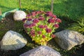 Green bush of blossoming purple and pink flowers growing on a flower bed surrounded by white stones Royalty Free Stock Photo