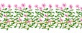 Flowering fresh thyme. seamless pattern