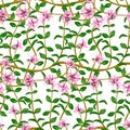 Flowering fresh thyme. seamless pattern