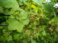 Flowering fruit bush of blackcurrant Ribes nigrum. Horizontal photo