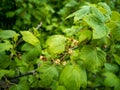 Flowering fruit bush of blackcurrant Ribes nigrum. Horizontal photo