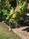 Flowering and fruit of Mango tree in Thailand. Royalty Free Stock Photo