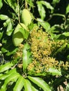 Flowering and fruit of Mango tree in Thailand. Royalty Free Stock Photo