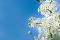 Flowering fruit tree, blossom fruit branch and blue sky