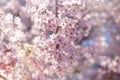 Beautiful nature in spring, flowering fruit tree Royalty Free Stock Photo
