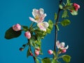 Flowering fruit tree branch on a blue background