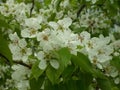 Flowering fruit tree