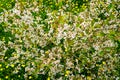 Flowering fruit tree in a meadow of blooming dandelions, top view, beautiful spring view in nature Royalty Free Stock Photo