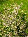 Flowering fruit tree in a meadow of blooming dandelions, top view, beautiful spring view in nature Royalty Free Stock Photo