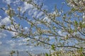 Flowering fruit tree in windy April