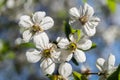 Flowering fruit trees Royalty Free Stock Photo