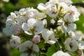 Flowering fruit trees Royalty Free Stock Photo