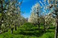 Flowering fruit trees Royalty Free Stock Photo