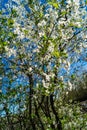 Flowering fruit trees Royalty Free Stock Photo