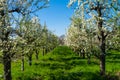 Flowering fruit trees Royalty Free Stock Photo