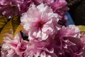 Flowering fruit trees Royalty Free Stock Photo