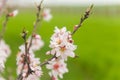 Flowering fruit trees in spring orchard Royalty Free Stock Photo