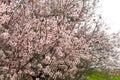 Flowering fruit trees in spring orchard Royalty Free Stock Photo