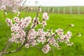 Flowering fruit trees in spring orchard Royalty Free Stock Photo