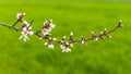 Flowering fruit trees in spring orchard