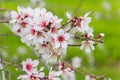 Flowering fruit trees in spring orchard Royalty Free Stock Photo