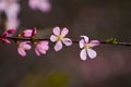 Flowering fruit trees and spring rain. Royalty Free Stock Photo