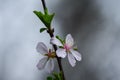 Flowering fruit trees and spring rain. Royalty Free Stock Photo