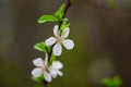 Flowering fruit trees and spring rain. Royalty Free Stock Photo