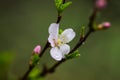 Flowering fruit trees and spring rain. Royalty Free Stock Photo