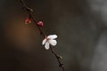 Flowering fruit trees and spring rain. Royalty Free Stock Photo