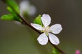 Flowering fruit trees and spring rain. Royalty Free Stock Photo