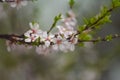 Flowering fruit trees and spring rain. Royalty Free Stock Photo