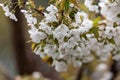 Flowering of fruit trees. White flowers on a cherry tree branch. Spring in the fruit orchard Royalty Free Stock Photo