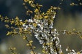 Flowering of fruit trees. White flowers on a cherry tree branch. Spring in the fruit orchard Royalty Free Stock Photo